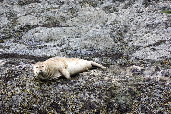 seal