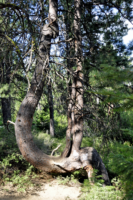 odd-shaped tree