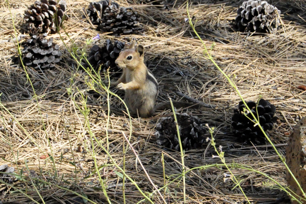 a Golden-mantled Ground Squirrel