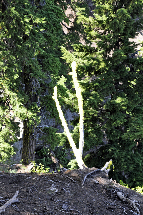 moss on a large slingshot twig