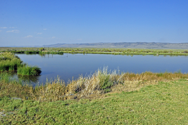 the wildlife pond