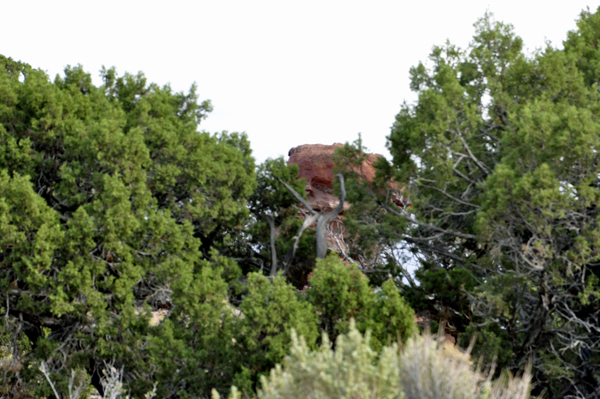 a bright red rock between the trees