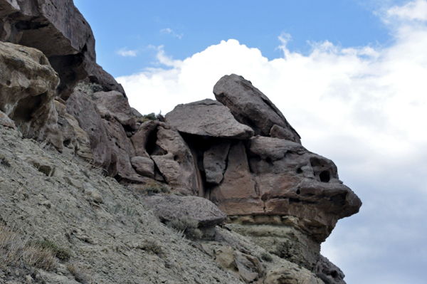 a long-ear rabbit in the cliff