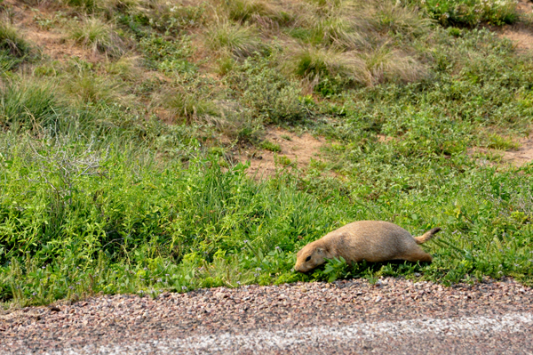 Prairie Dog at Devils Tower