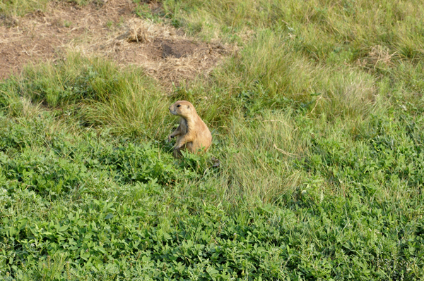 Prairie Dog at Devils Tower