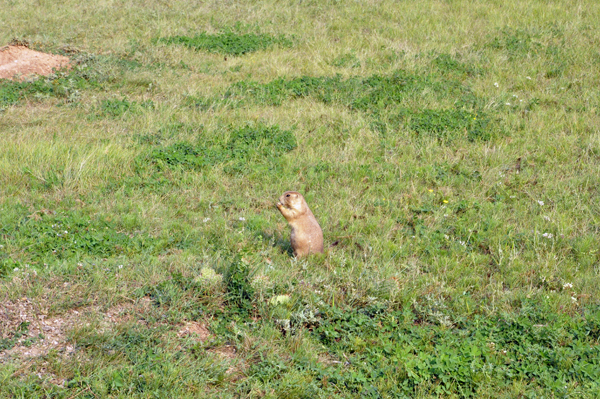 Prairie Dog at Devils Tower