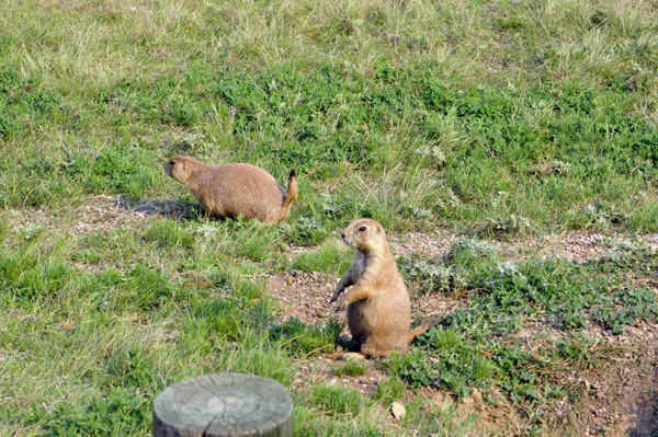 Prairie Dogs at Devils Tower