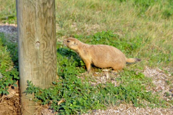 Prairie Dog at Devils Tower