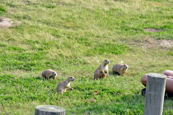 kids feeding the prairie dogs - bad