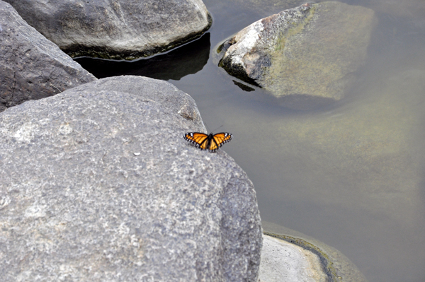 butterfly at Capitol Lake