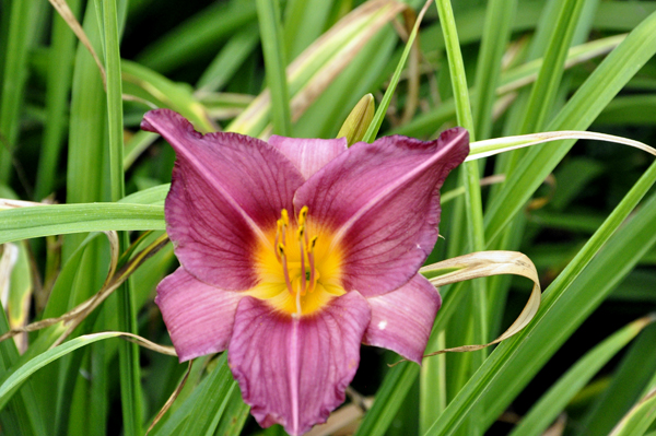 Beautiful flowers 