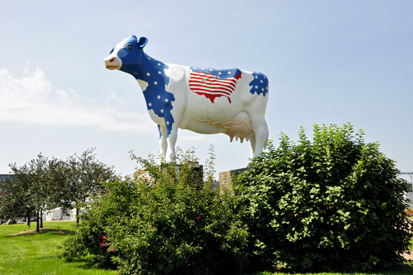 a USA cow