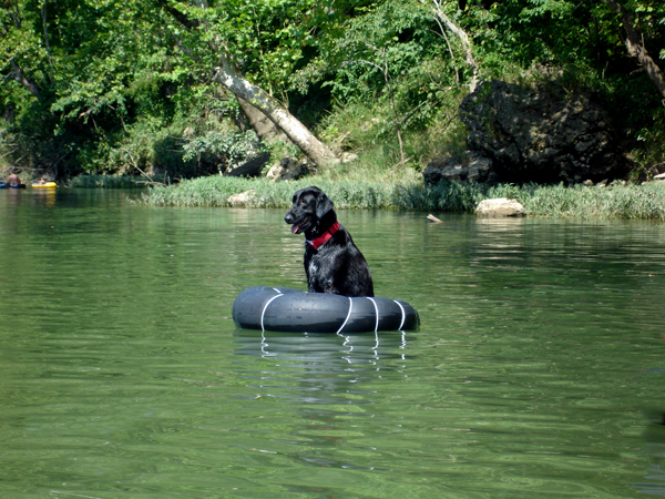 a big dog floats in its own tube