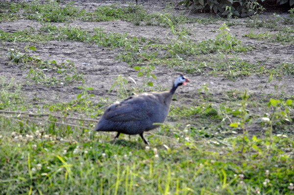 Guinea hen