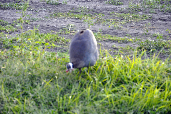 Guinea hen