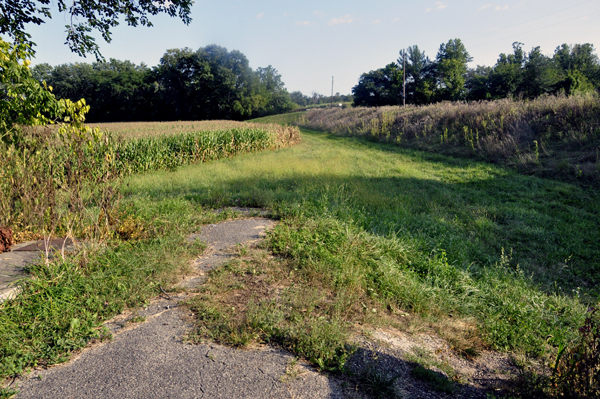 corn field