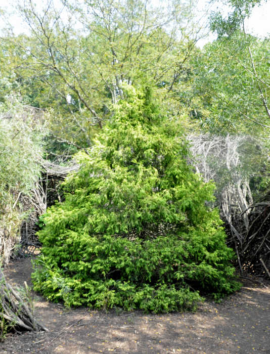 a big tree in the middle of the twig maze.