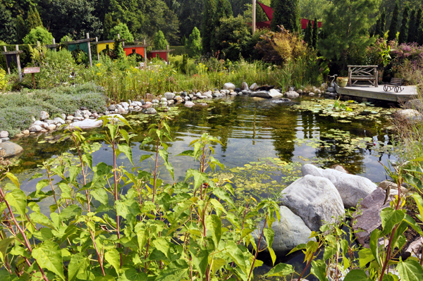 flowers and a pond