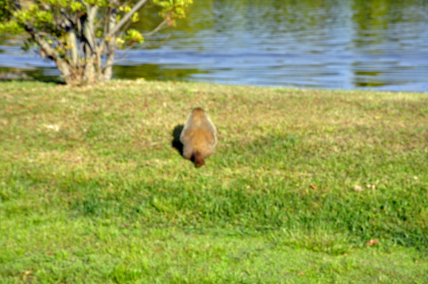 a fat groundhog