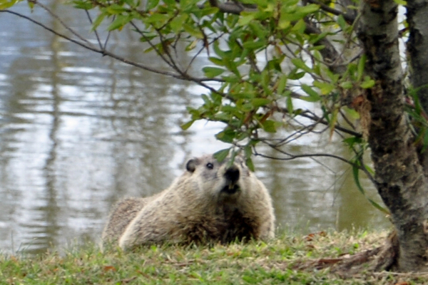 a fat groundhog