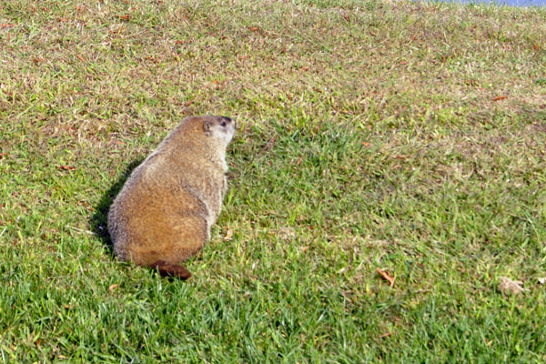 a fat groundhog