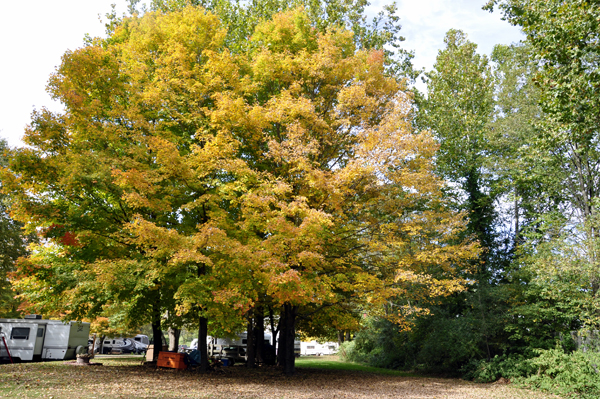 tree across the street from the RV of the two RV Gypsies