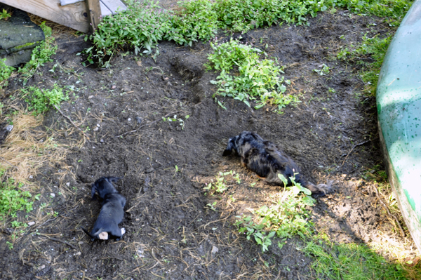 Two dogs who like to dig