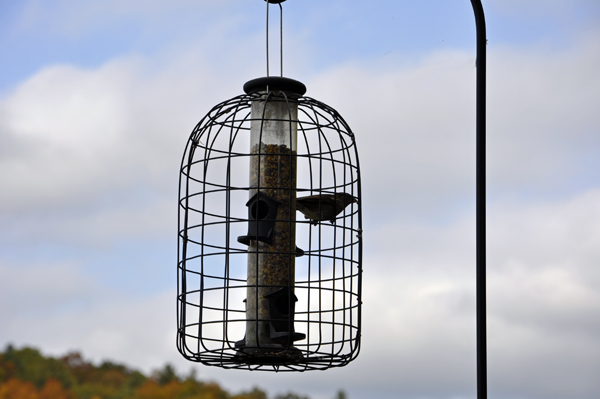 bird feeder