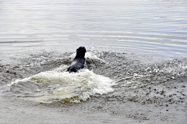 Murphy swimming