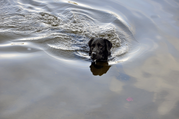 a dog who likes to swim