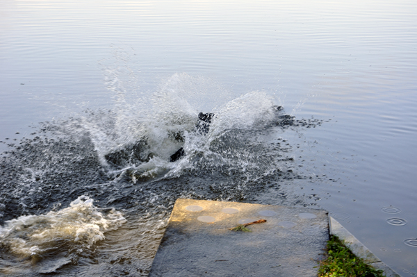 splish splash goes Murphy