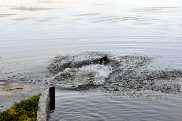 and under the water goes Murphy