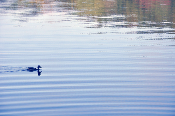 a duck on Mossup Pond