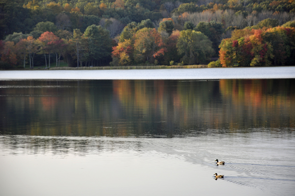 a duck on Mossup Pond