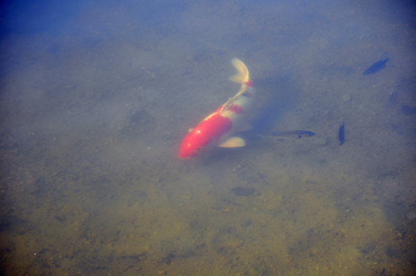 koi fish