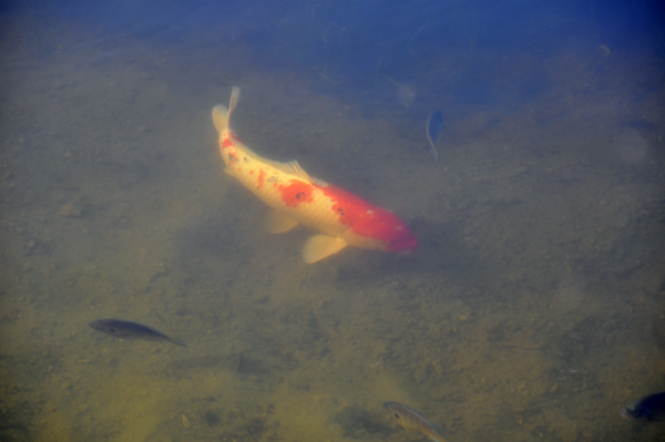 koi fish