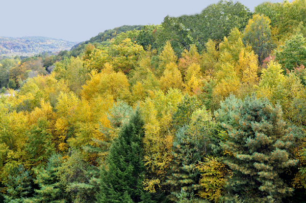 fall colors at Thomaston Dam