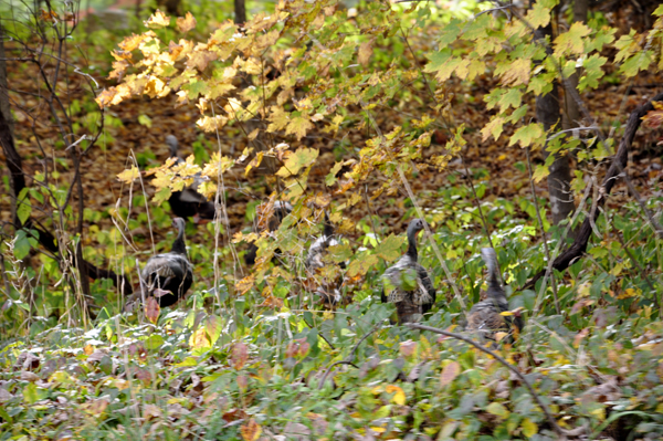 wild turkeys