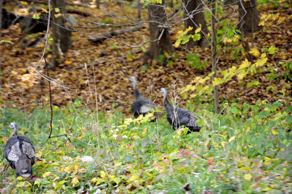 wild turkeys