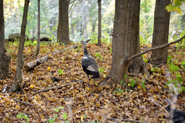 wild turkeys