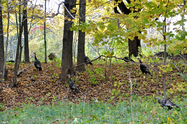 wild turkeys