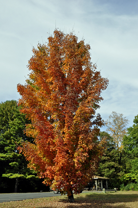 fall colors - autum in Connecticut