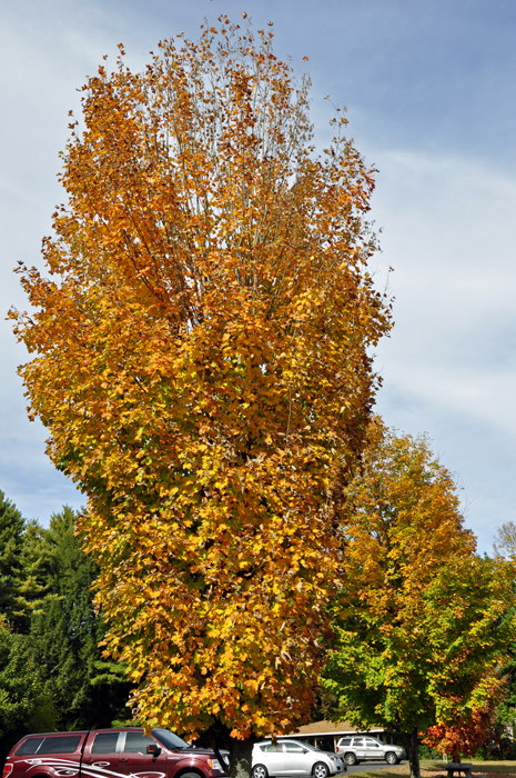 fall colors - autum in Connecticut