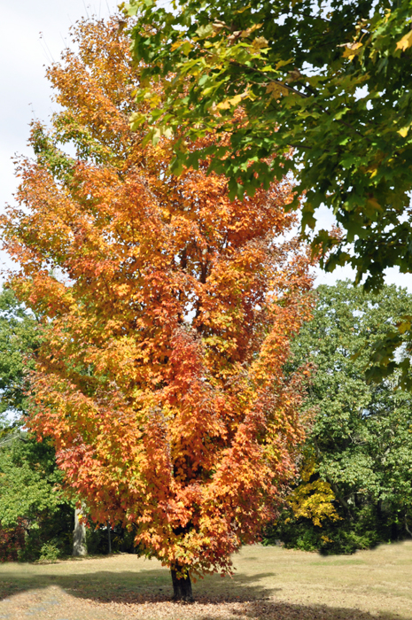 fall colors - autum in Connecticut