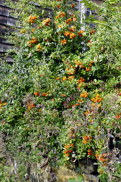 A miniature pumpkin tree.