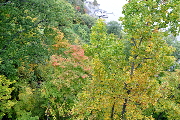 fall foliage