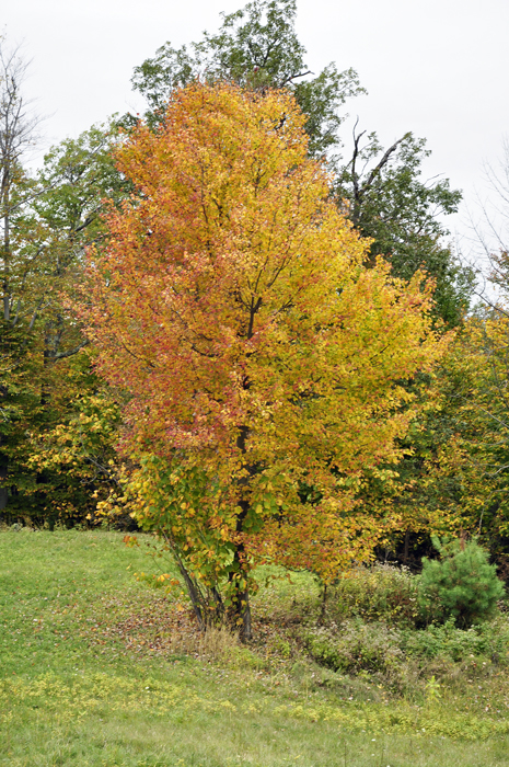 a colorful tree