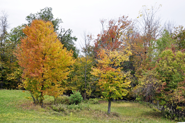 fall foliage