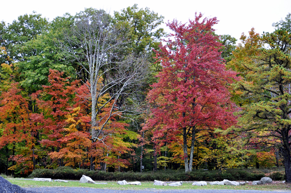 fall foliage