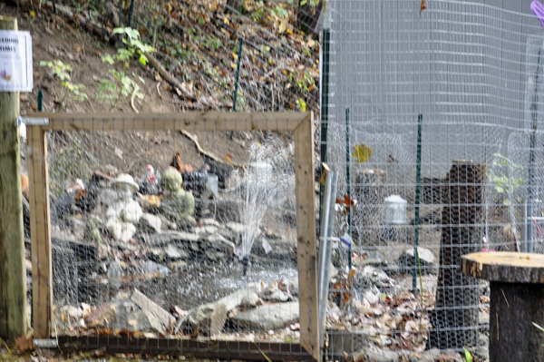 a chicken coop and chickens